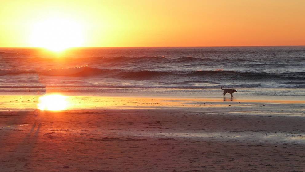 honden-strand-beach