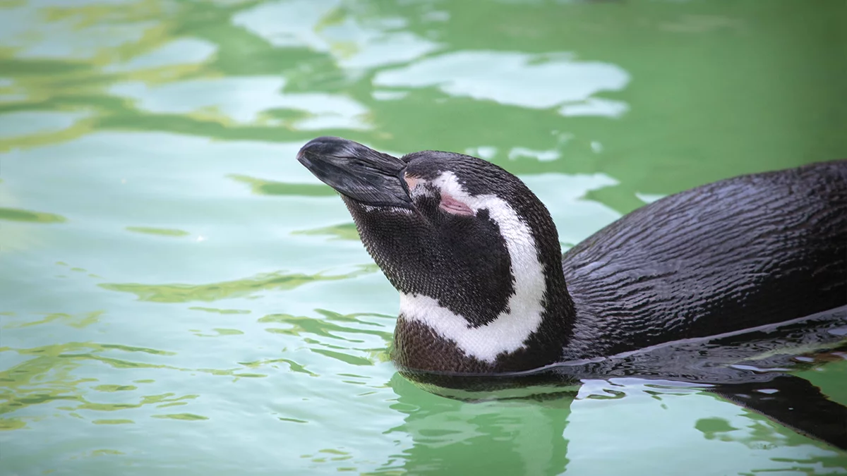 A penguin swims and looks out of the picture